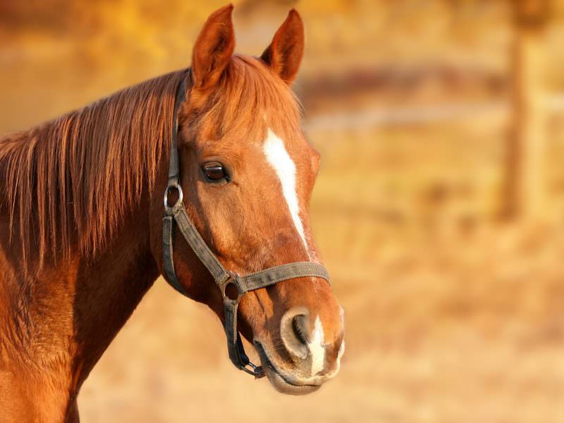 Visit Redwings Horse Sanctuary