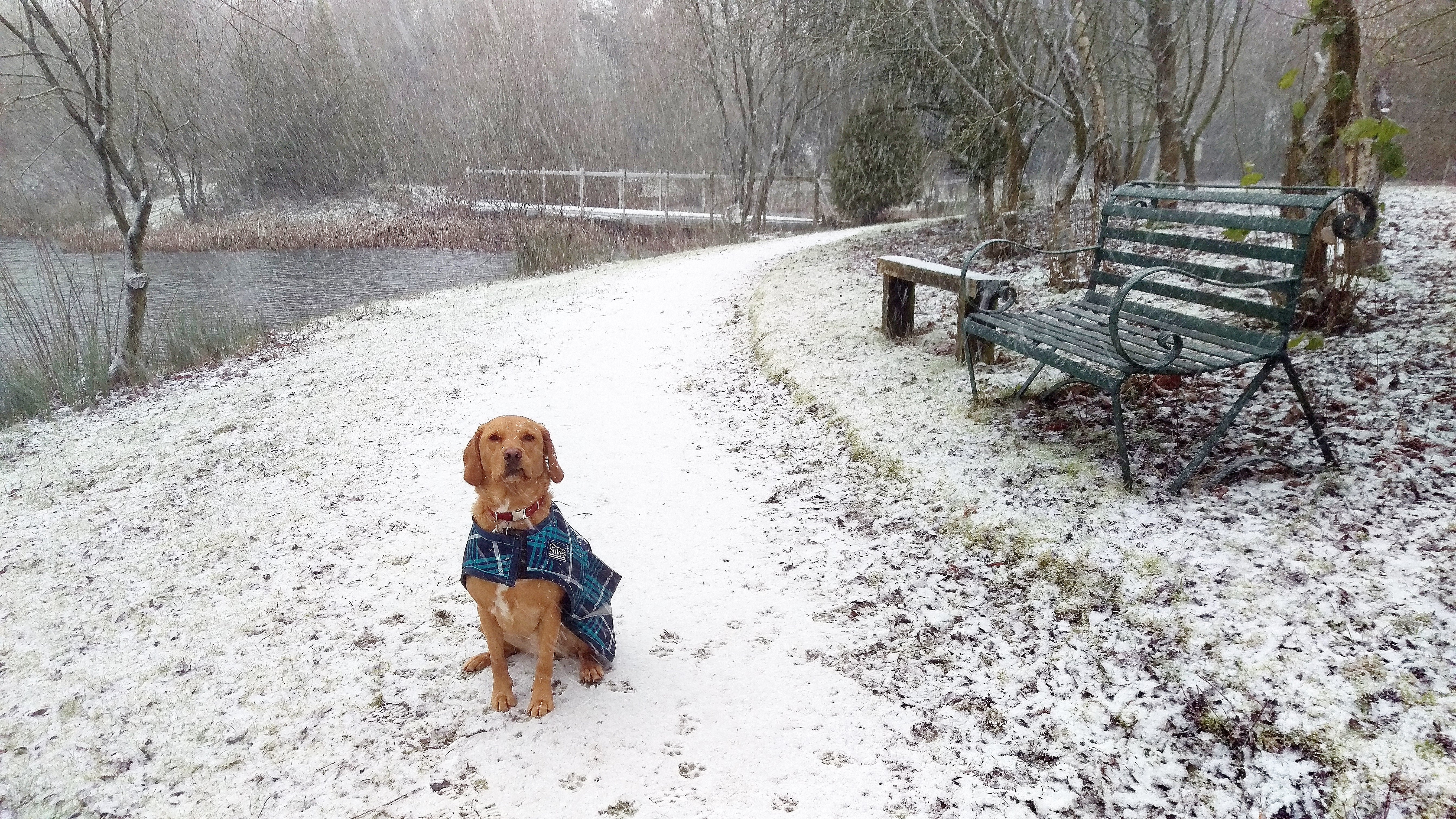 Dog walk snow lake